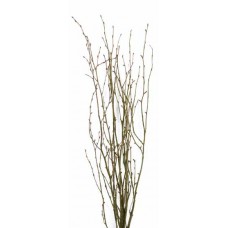 BIRCH BRANCHES 3'-4' Moss Coat-